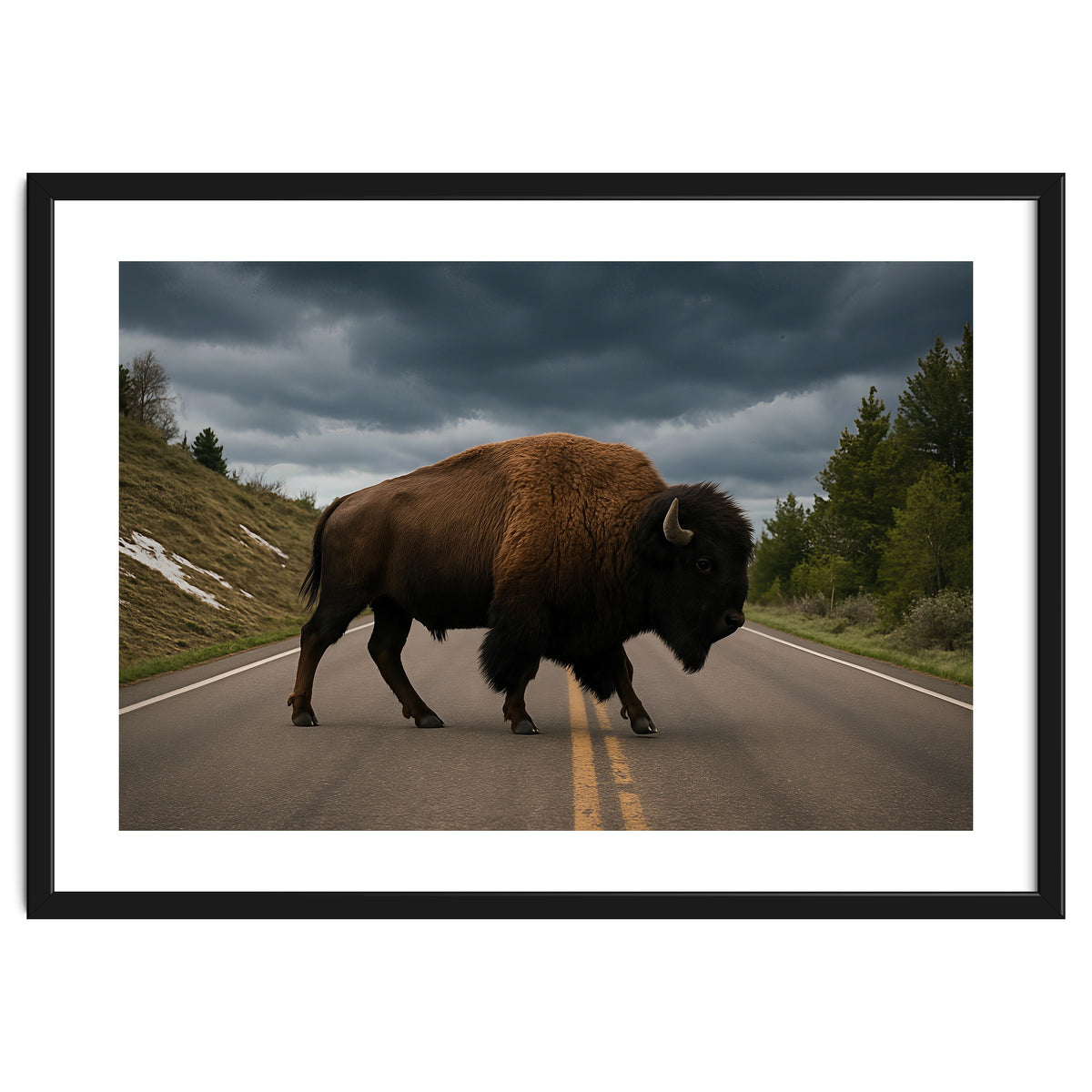 Bison on the Road , Yellowstone Wildlife Photography