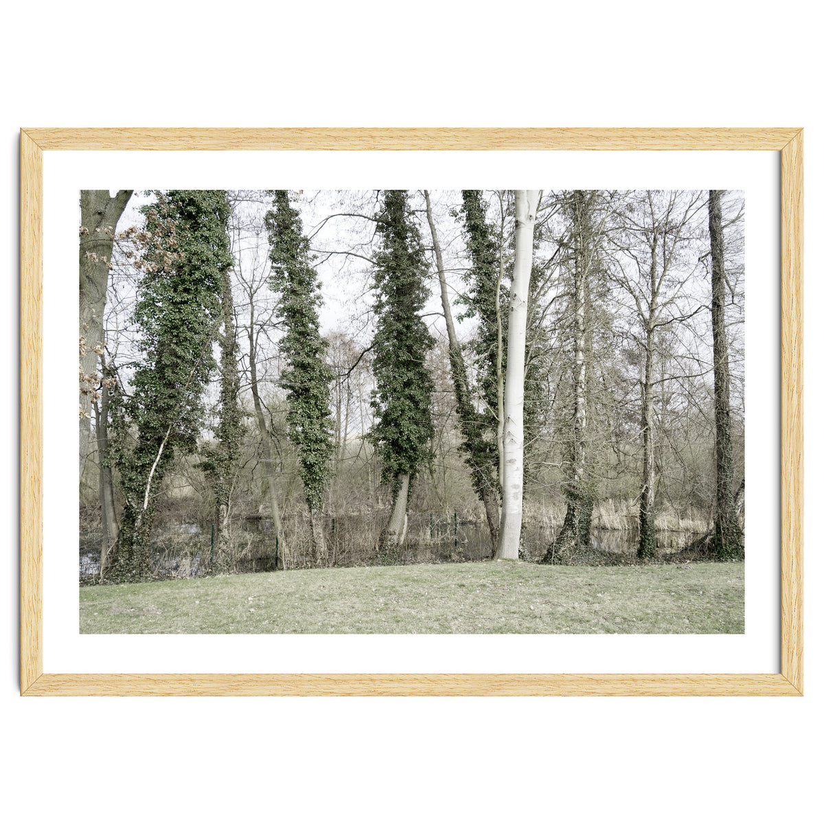 Sole white birch in the trees