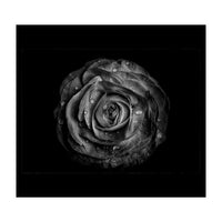 Backyard Flowers In Black And White No 72 with Border (Print Only)