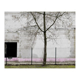 A tree in front of the wall (Print Only) thumbnail