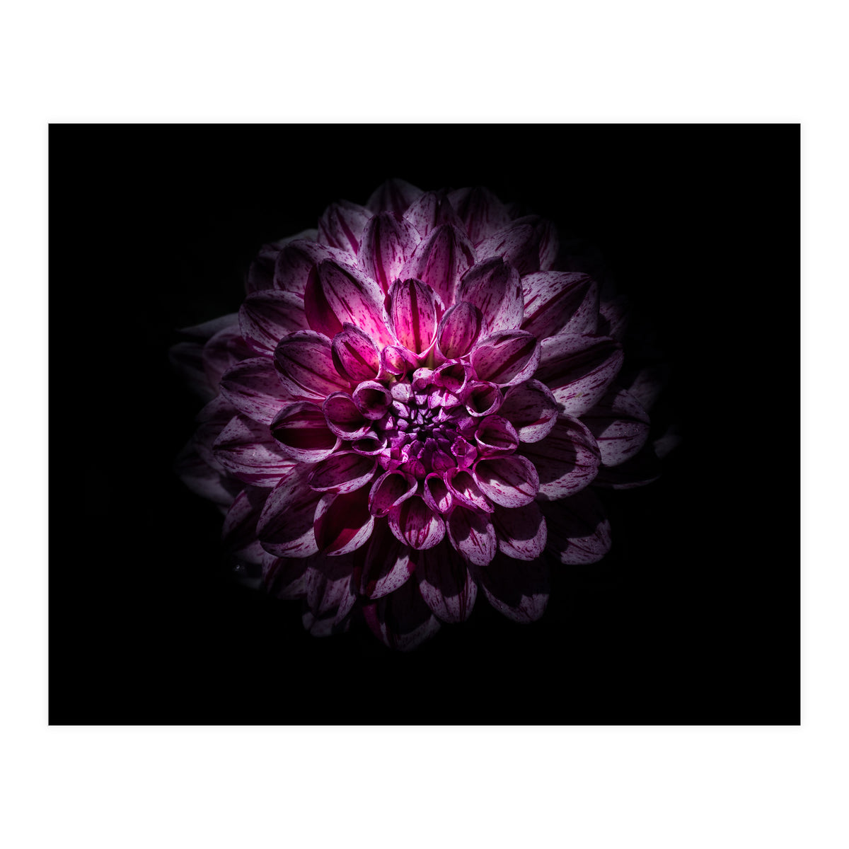 Backyard Flowers No 57 Color Version (Print Only)