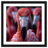 Close Up Of A Flamingo Bird Face, Pink Feathers thumbnail