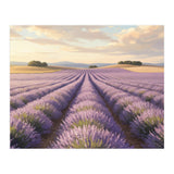 Provençal Sunset: Lavender Field Landscape (Print Only) thumbnail