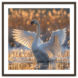 Swan Spreading Wings In Water Sunlight thumbnail