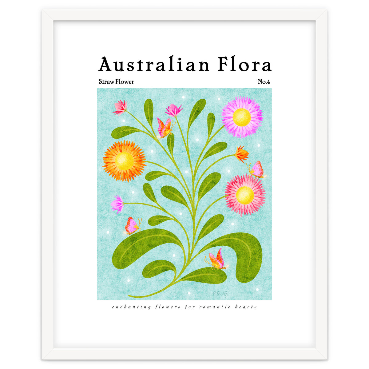 Australian Flora: Straw Flower