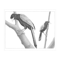 Yucatan Jays (Print Only)