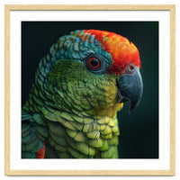 Close Up Colorful Parrot Bird Feather