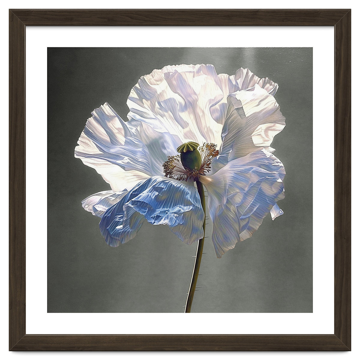 Shirley Poppy | Morning Silk