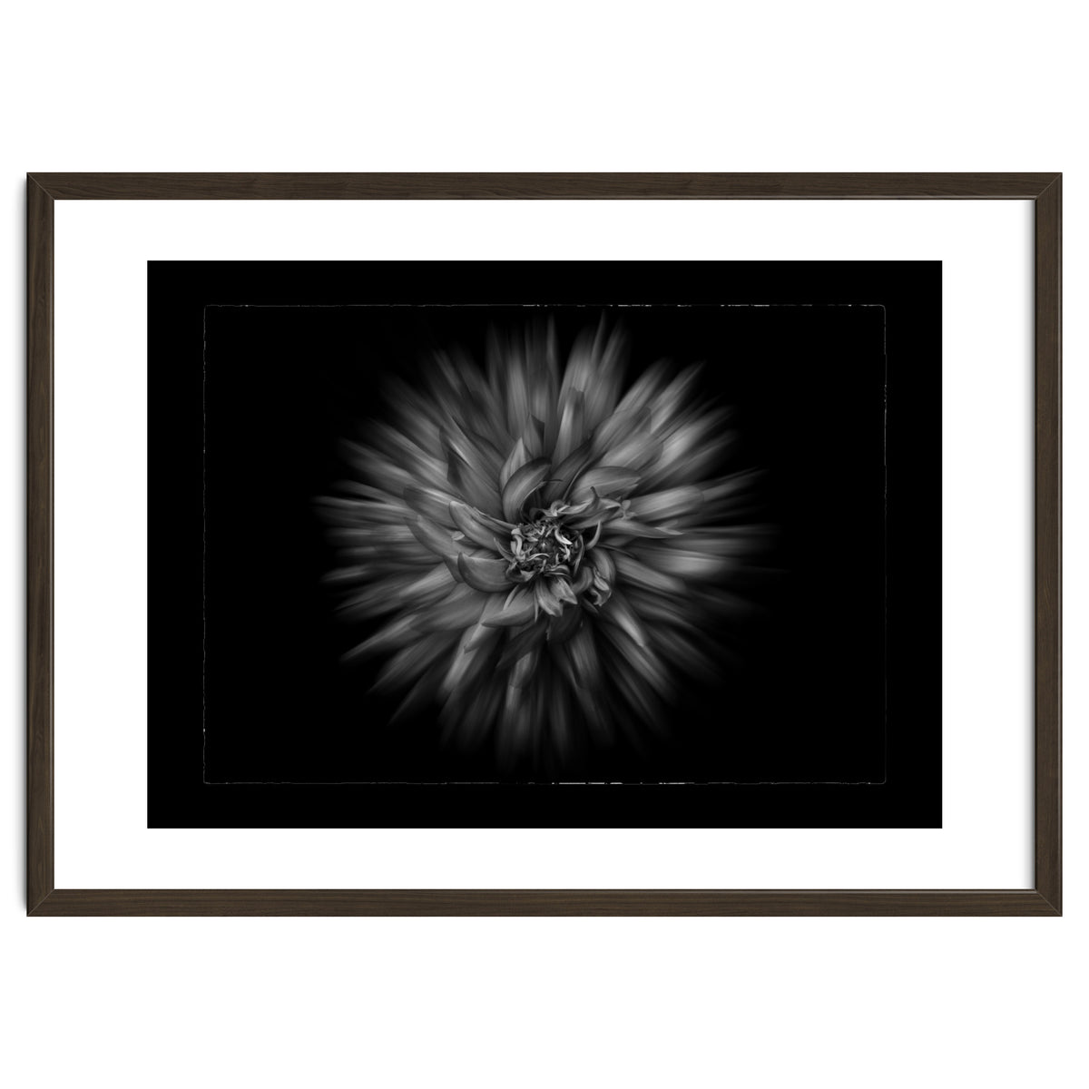 Backyard Flowers In Black And White No 20 Flow Version with Border