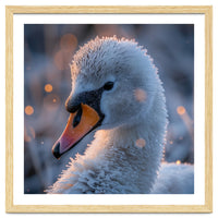 Close Up Frosty Swan Head During Golden Hour
