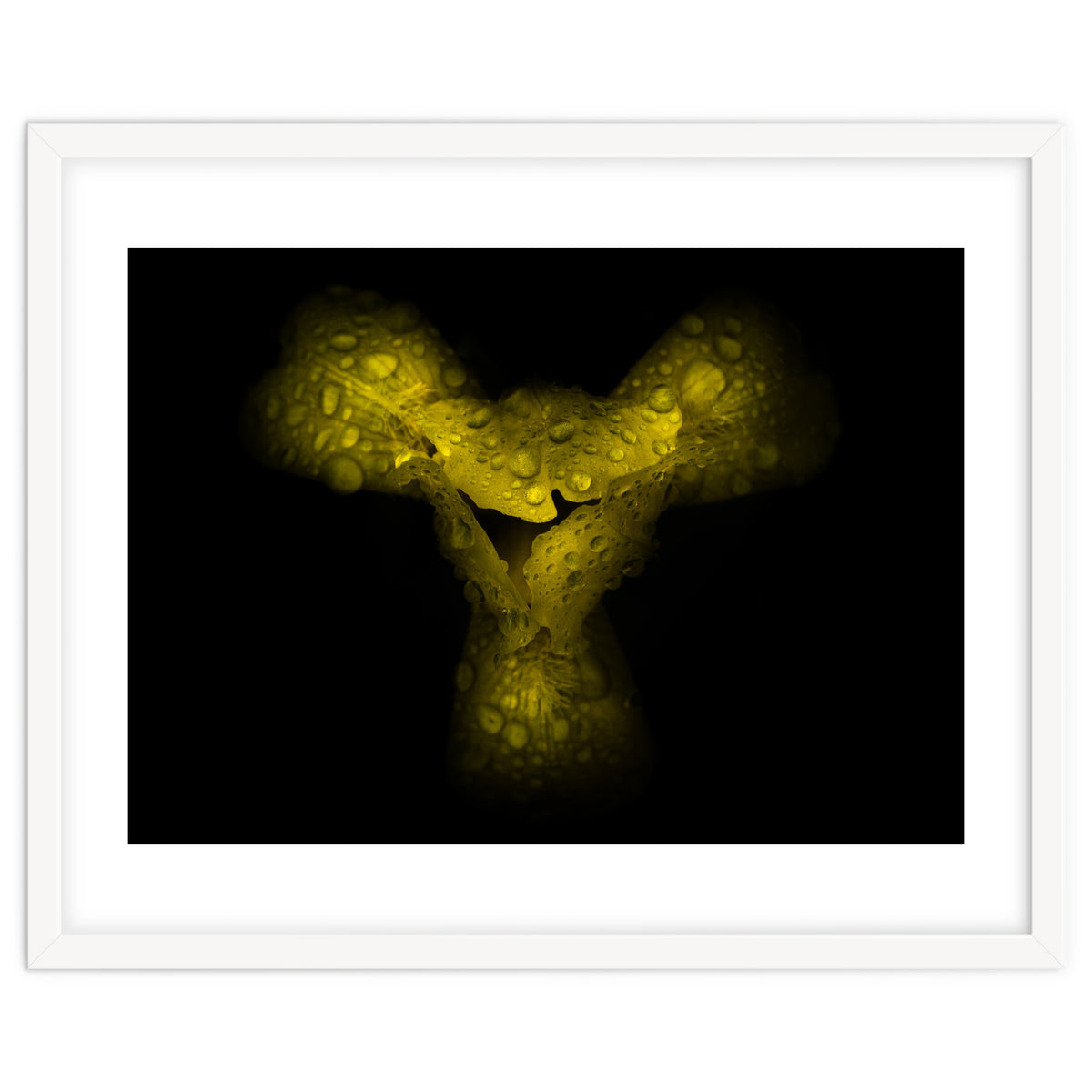 Backyard Flowers No 70 Color Version