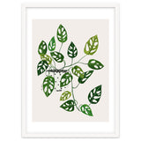 Monstera Obliqua Plant thumbnail