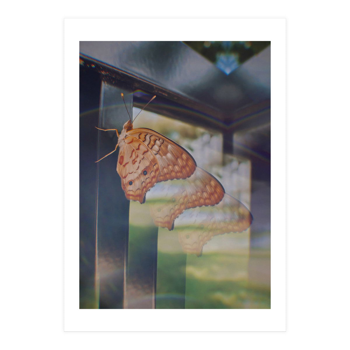 Evolving (Print Only)