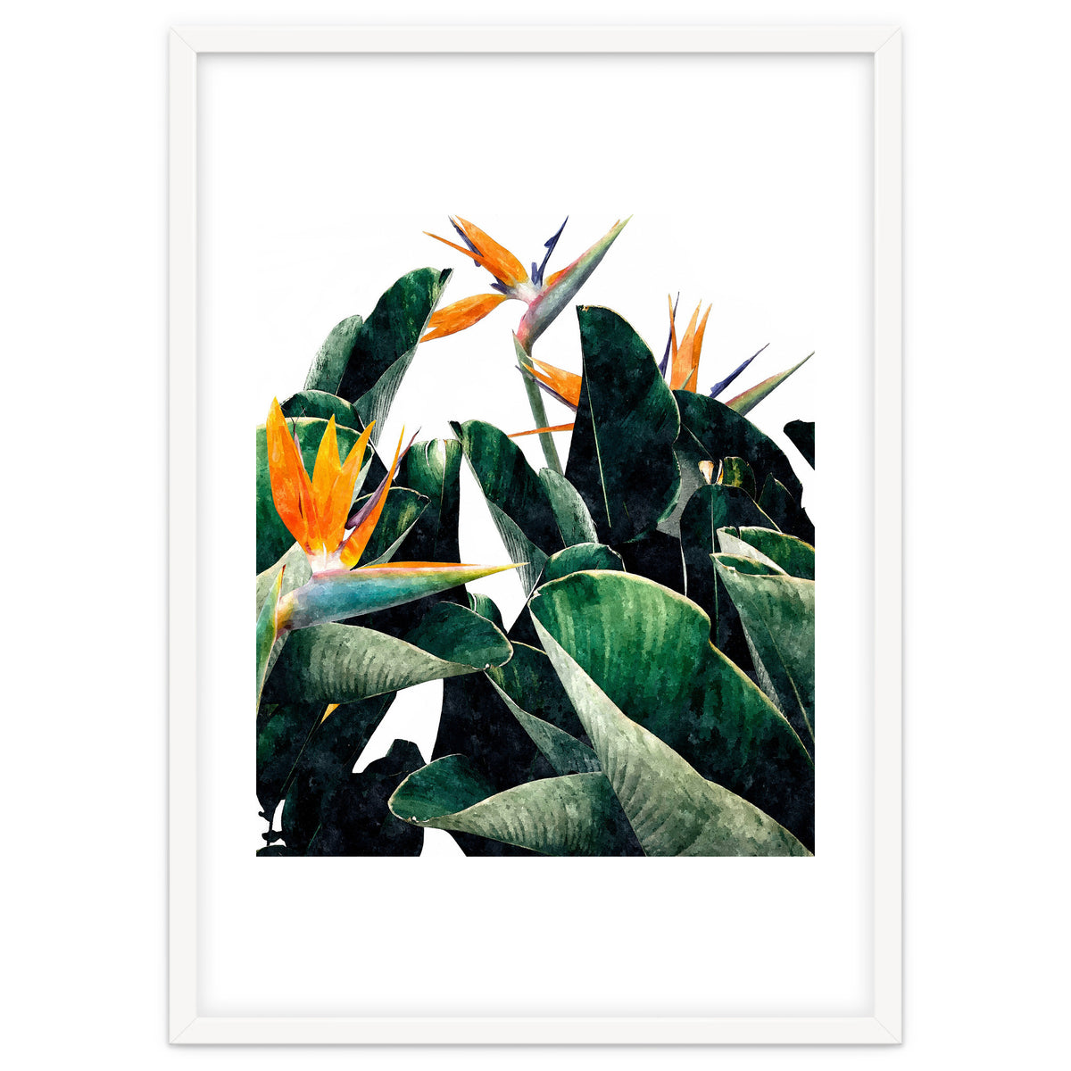 Paradise Bird, Nature Botanical Plant Floral, Tropical Garden Watercolor Painting