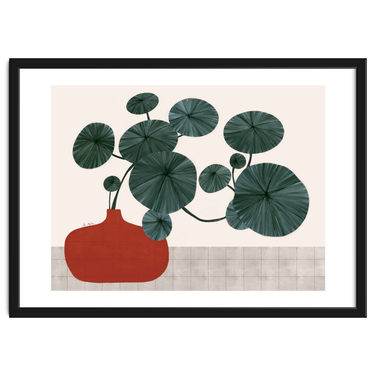 Stephonia Erecta plant