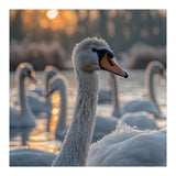 Close Up Of Swan With Water Droplets At Sunrise (Print Only) thumbnail