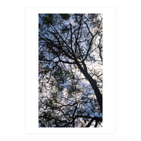 Tree from below  (Print Only)