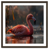 Pink Flamingo Swimming In Sunlight Water thumbnail
