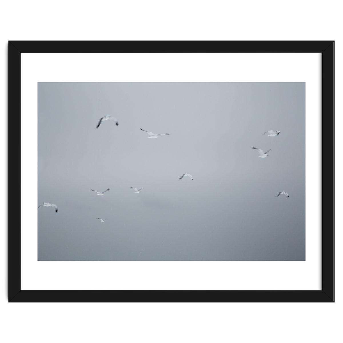 Flying seagulls in the winter sky