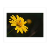 SUNFLOWER. (Print Only) thumbnail