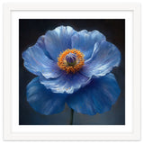 Meconopsis | Sapphire Serenade thumbnail