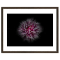 Backyard Flowers No 116 Color Flow Version