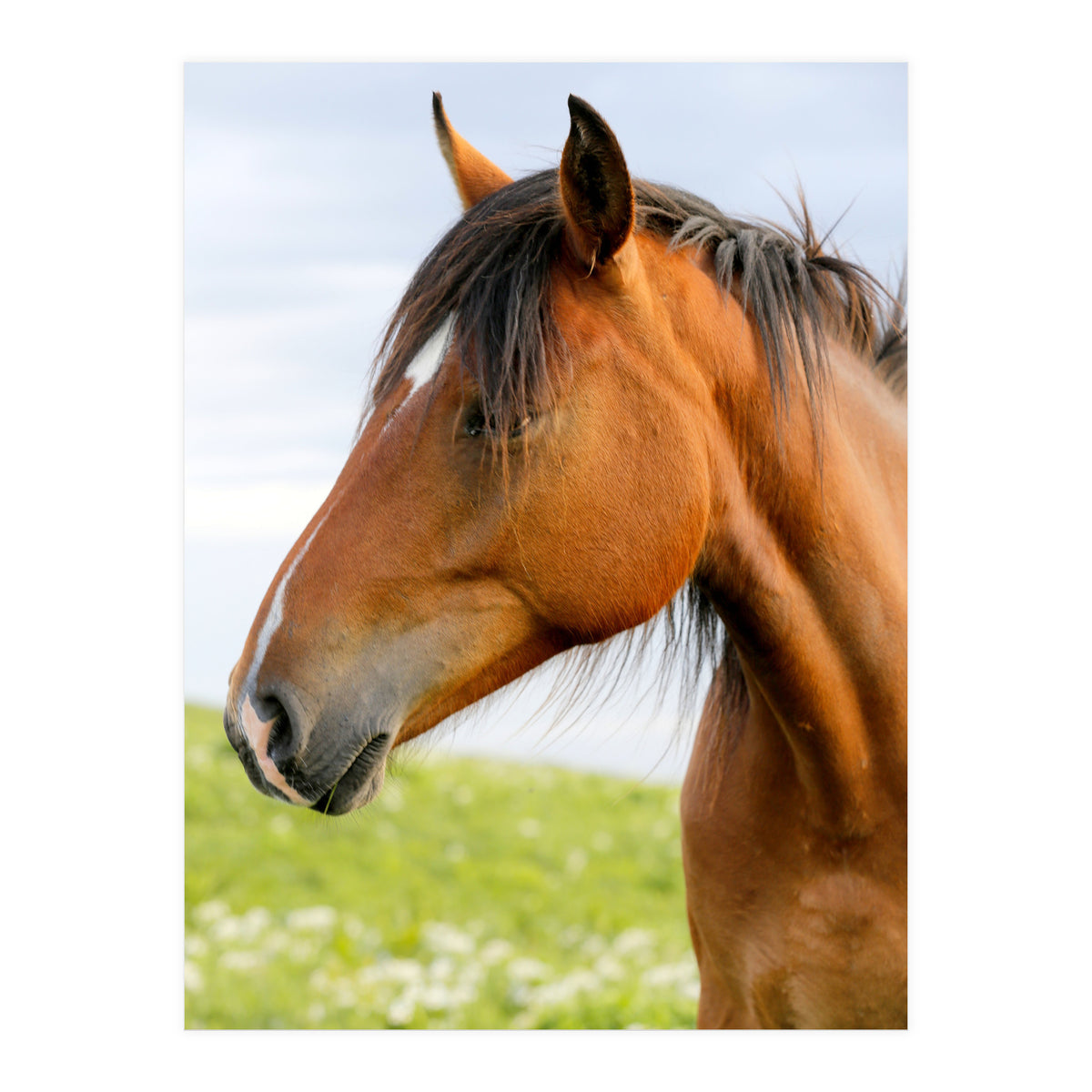 Horse Portrait (Print Only)