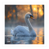 Beautiful Swan Floating On Water At Sunset (Print Only) thumbnail