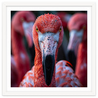 Close Up Of A Flamingo Bird Face, Pink Feathers