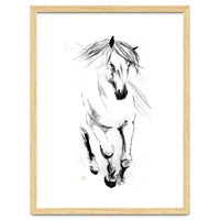 Runninh Ghorse In Water