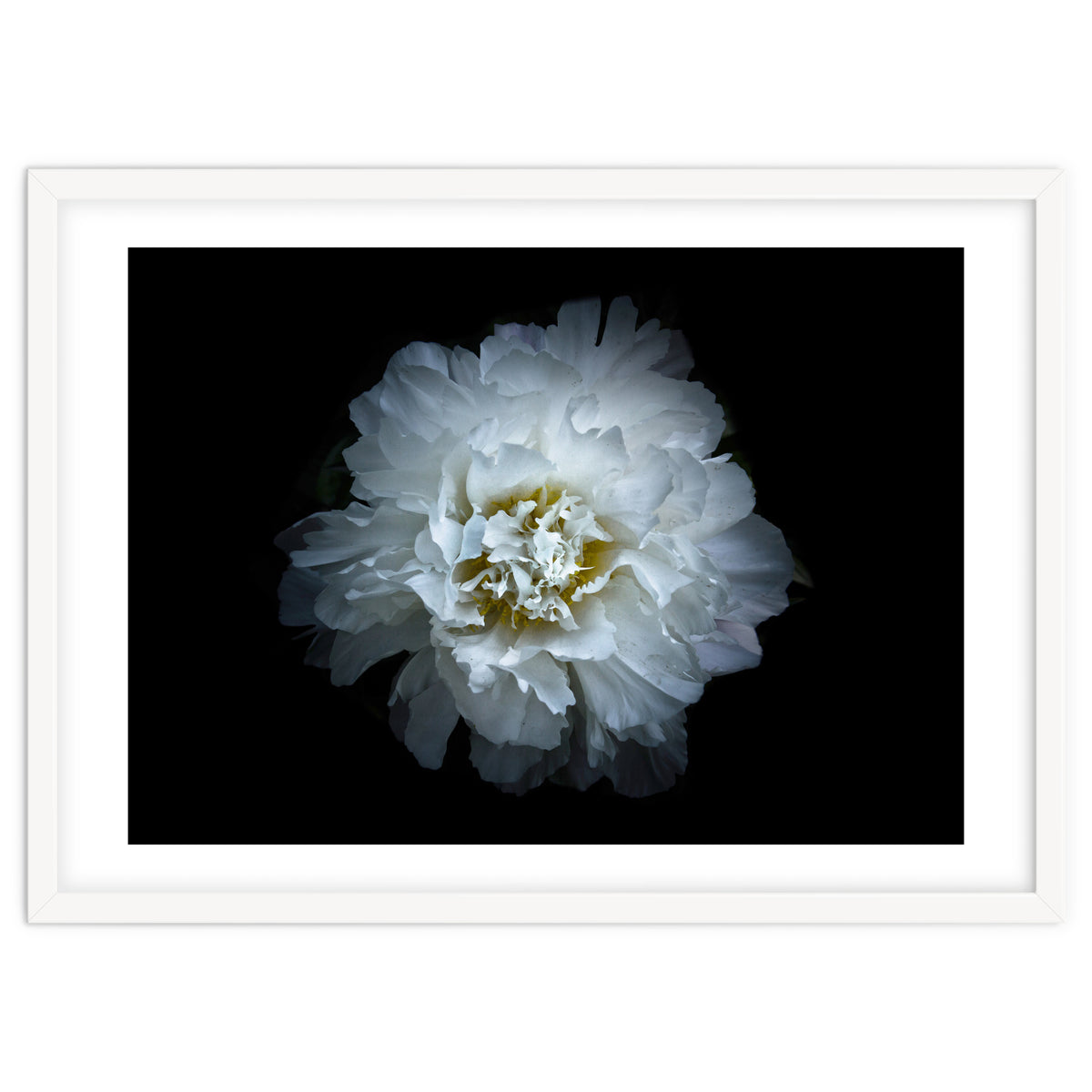 Backyard Flowers No 90 Color Version