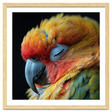 Close Up Of A Sleeping Sun Conure Parrot thumbnail