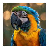 Blue And Gold Macaw Portrait Close Up (Print Only) thumbnail