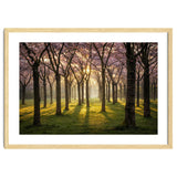 Blooming cherry trees in soft morning light thumbnail