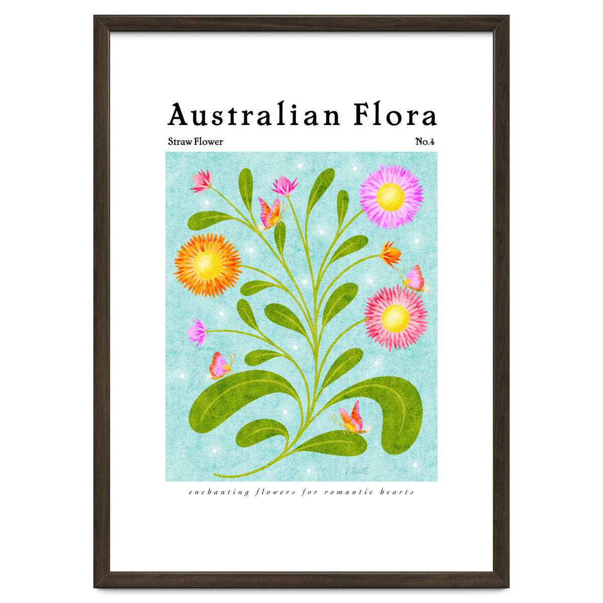 Australian Flora: Straw Flower