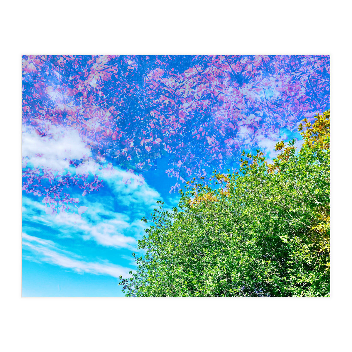 Changing Seasons (Print Only)