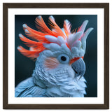 Cockatoo Bird With Orange Crest Portrait thumbnail