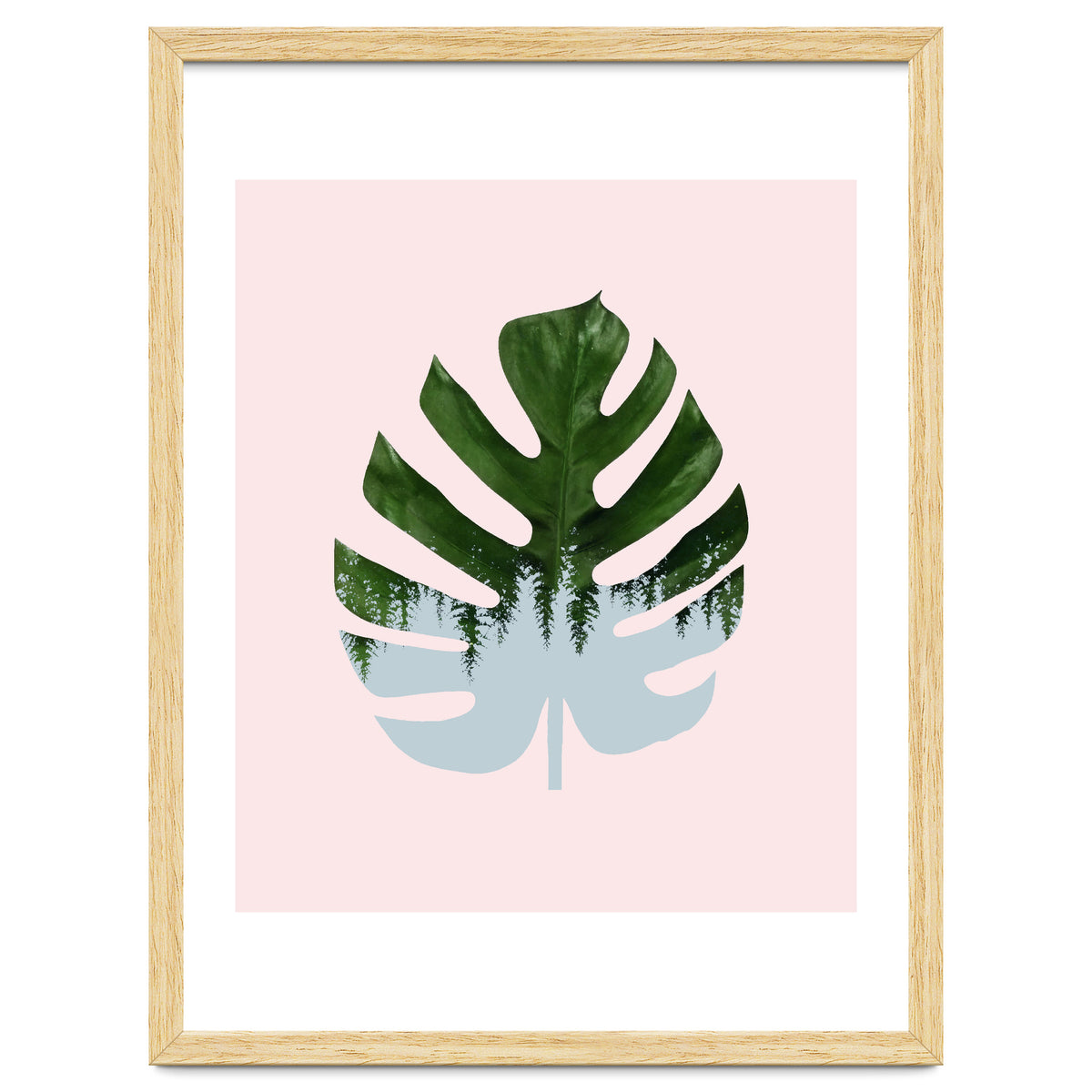 Monstera