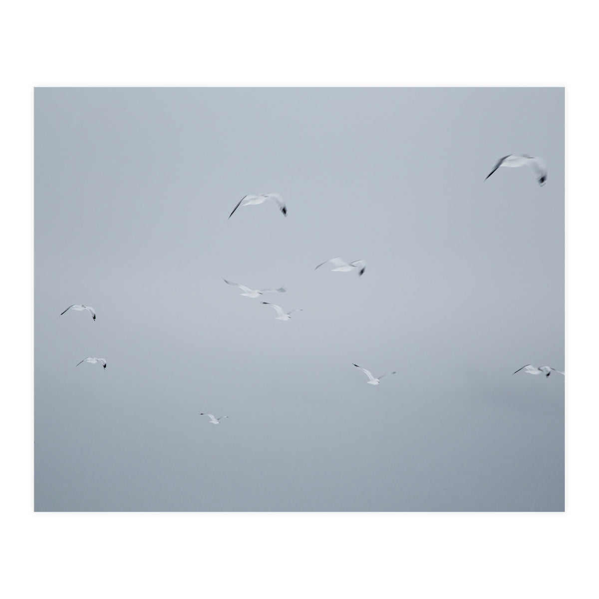 Flying seagulls in the winter sky (Print Only)