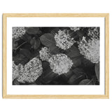 Hydrangeas | Black & White Landscape thumbnail