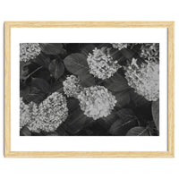 Hydrangeas | Black & White Landscape