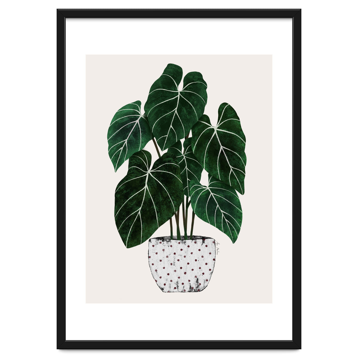 Philodendron Plant