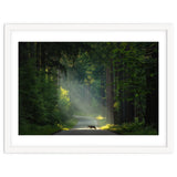Wolf in the Netherlands thumbnail