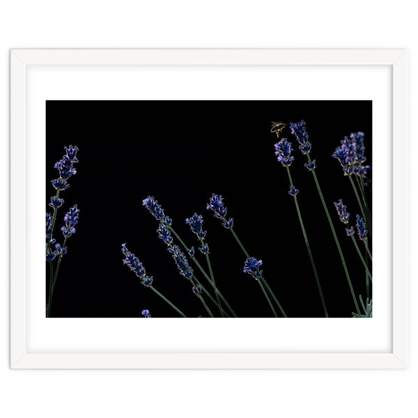 Honeybee and lavender