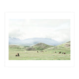 Relaxing horses on a sunny day calm field - Iceland (Print Only) thumbnail