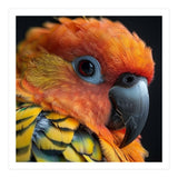 Close Up Of A Sun Conure Parrot's Head (Print Only) thumbnail