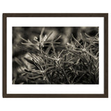 Rosemary Plant thumbnail