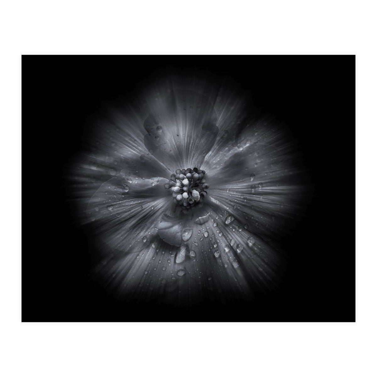 Backyard Flowers In Black And White No 66 Flow Version (Print Only)