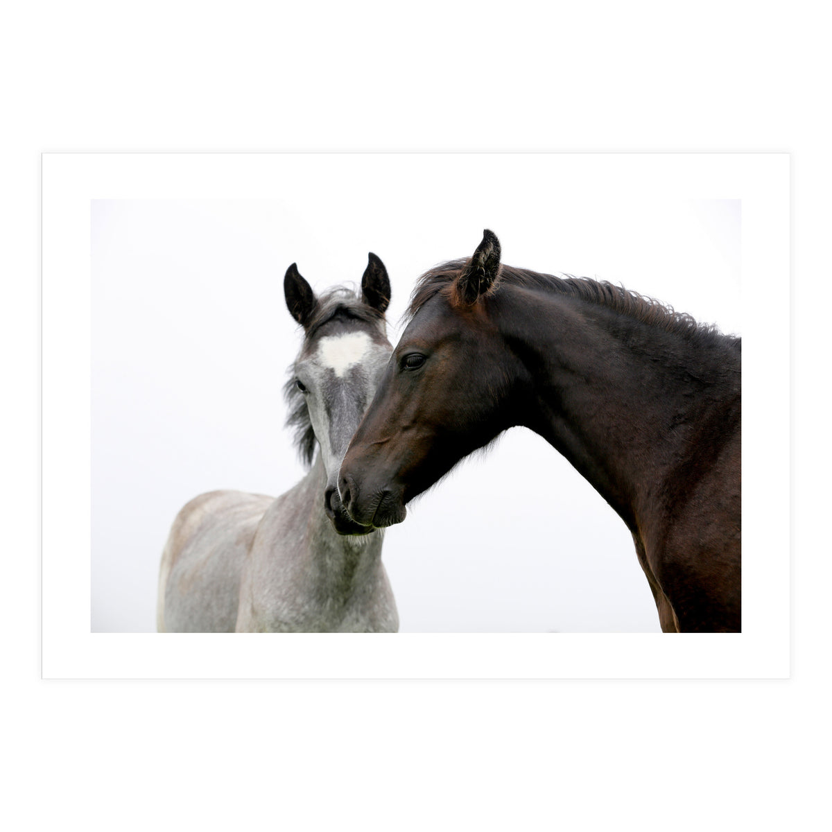 Two Horses (Print Only)
