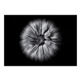 Backyard Flowers In Black And White No 10 Flow Version (Print Only) thumbnail